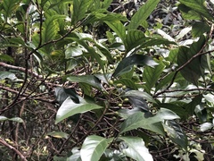 Aidia cochinchinensis