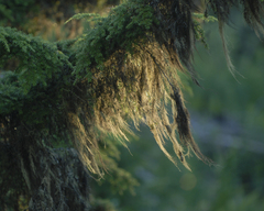 Alectoria sarmentosa