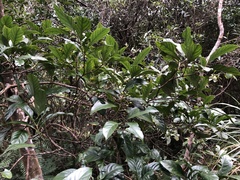 Aidia cochinchinensis