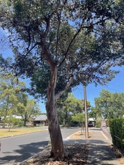 Eucalyptus megacornuta