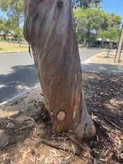 Eucalyptus megacornuta