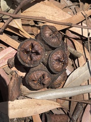 Eucalyptus megacornuta