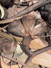 Eucalyptus megacornuta