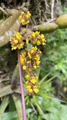 Trichocentrum pumilum