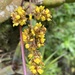 Trichocentrum pumilum - Photo (c) luciakaju, some rights reserved (CC BY-NC)