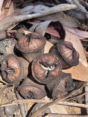 Eucalyptus megacornuta