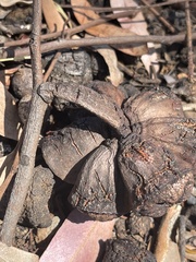 Eucalyptus megacornuta