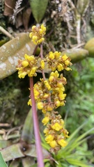 Trichocentrum pumilum