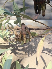 Eucalyptus megacornuta