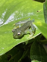 Espadarana prosoblepon