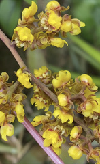 Trichocentrum pumilum