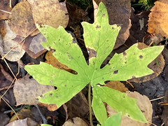 Petasites frigidus