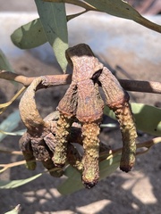 Eucalyptus megacornuta