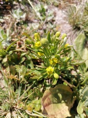 Halerpestes cymbalaria