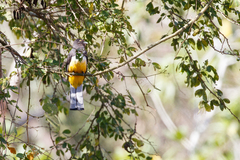 Trogon citreolus