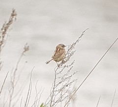 Emberiza yessoensis