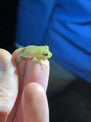 Scinax elaeochroa