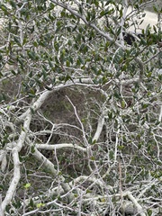 Cercocarpus minutiflorus