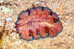 Pseudobiceros fulgor