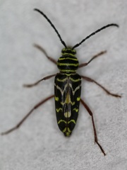 Megacyllene caryae