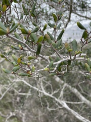 Cercocarpus minutiflorus