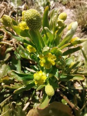 Halerpestes cymbalaria