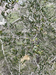 Cercocarpus minutiflorus