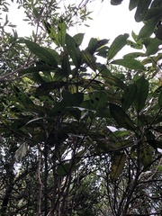 Lasianthus chinensis