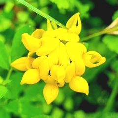 Lotus corniculatus