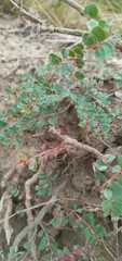 Euphorbia chamaesyce