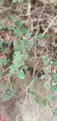 Euphorbia chamaesyce