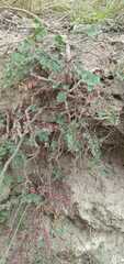 Euphorbia chamaesyce