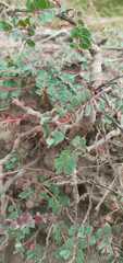 Euphorbia chamaesyce