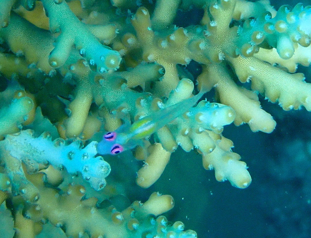 Hovering Goby