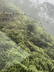 Gleichenella pectinata