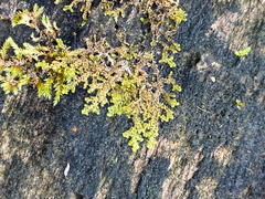 Ptilidium pulcherrimum