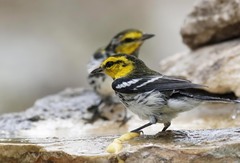 Setophaga chrysoparia