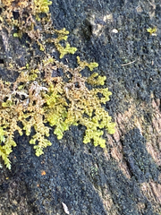 Ptilidium pulcherrimum