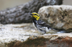 Setophaga chrysoparia