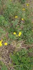 Tagetes zypaquirensis