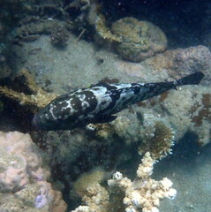 Epinephelus polyphekadion
