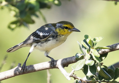 Setophaga chrysoparia