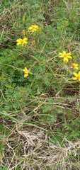 Tagetes zypaquirensis