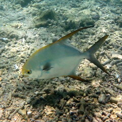 Trachinotus blochii