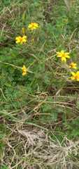 Tagetes zypaquirensis