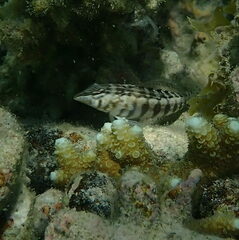 Parapercis australis