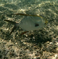 Trachinotus blochii