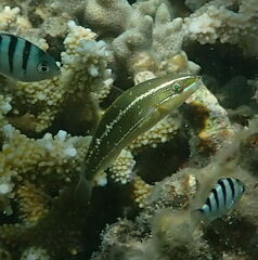 Stethojulis strigiventer