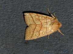 Pyreferra hesperidago
