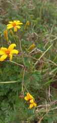 Tagetes zypaquirensis